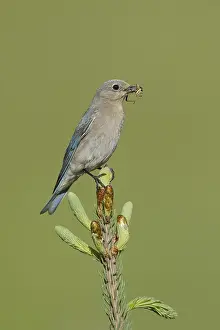 Images Dated 12th June 2015: Mountain Bluebird, Sialia currucoides