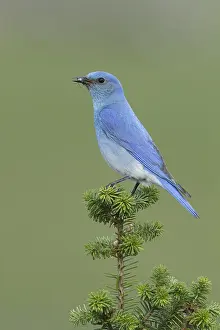 Images Dated 12th June 2015: Mountain Bluebird, Sialia currucoides