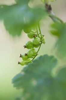 Grossulariaceae Prints: Mountain Currant berries