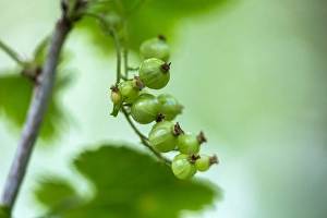 Grossulariaceae Prints: Mountain Currant berries