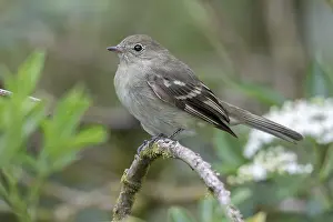 2023 Prints: Mountain Elaenia (Elaenia frantzii pudica)