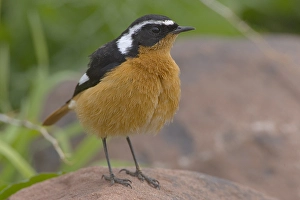 Images Dated 17th February 2006: Moussiers Redstart, Diadeemroodstaart, Phoenicurus moussieri