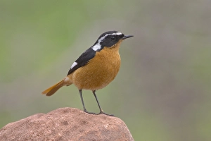 Images Dated 17th February 2006: Moussiers Redstart, Diadeemroodstaart, Phoenicurus moussieri