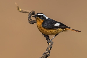 Images Dated 23rd April 2018: Moussier's Redstart, Phoenicurus moussieri