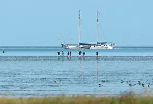 Images Dated 21st September 2022: Mudflat walking