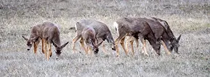 Images Dated 7th March 2020: Mule deer; Odocoileus hemionus