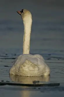 2007 Prints: Mute Swan, Knobbelzwaan, Cygnus olor