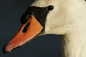 2007 Prints: Mute Swan, Knobbelzwaan, Cygnus olor