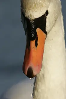 2007 Prints: Mute Swan, Knobbelzwaan, Cygnus olor