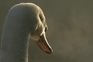 2007 Prints: Mute Swan, Knobbelzwaan, Cygnus olor