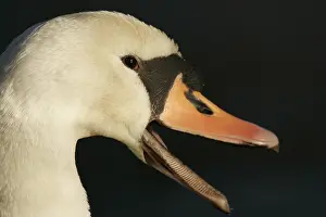 2007 Prints: Mute Swan, Knobbelzwaan, Cygnus olor