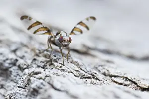 2020 Prints: Myennis octopunctata