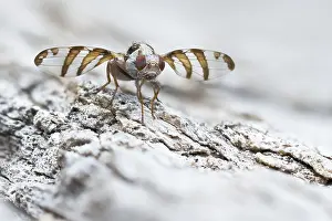 2020 Prints: Myennis octopunctata