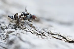 2020 Prints: Myennis octopunctata