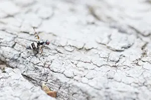 2020 Prints: Myennis octopunctata