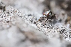 2020 Prints: Myennis octopunctata