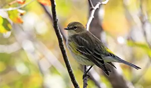 Images Dated 28th September 2013: Myrtle Warbler, Setophaga coronata