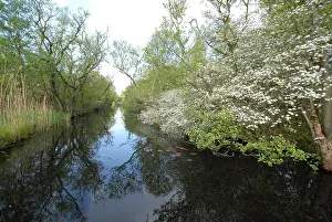 Zuijderduijn Prints: Naardermeer, Naardermeer