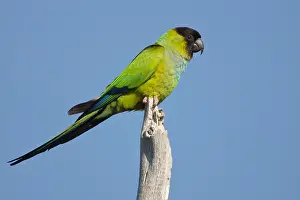 Images Dated 27th February 2006: Nandayparkiet, Nanday Parakeet, Aratinga nenday