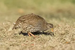 Images Dated 15th September 2008: Natal-frankolijn, Natal Francolin, Francolinus natalensis