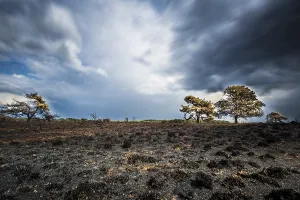 Calluna Vulgaris Prints: Nature fire