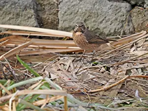 February Prints: Naumann's Thrush