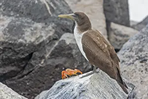 Images Dated 27th May 2023: Nazca Booby, Sula granti