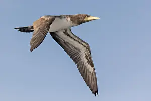 Images Dated 25th May 2023: Nazca Booby, Sula granti