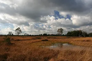 Vennetje Prints: Neterselsche heide