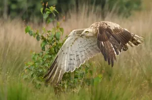 Images Dated 10th July 2021: Netherlands, July, Short-toed Eagle
