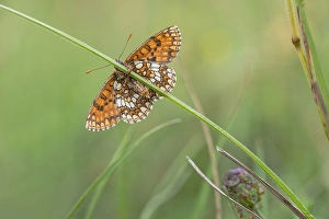 Images Dated 22nd June 2020: Nickerl's Fritillary, Steppeparelmoervlinder, Melitaea aurelia