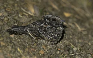 Nightbird Prints: Least Nighthawk, Chordeiles pusillus