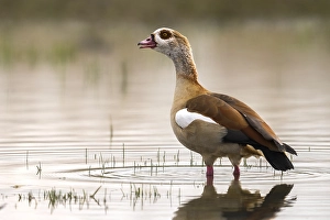 nijlgans egyptian goose alopochen aegyptiacus Trending Item 5