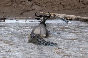 Wildebeest Prints: A Nile crocodile, Crocodilus niloticus