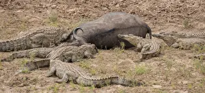 Reptile Prints: Nile Crocodiles