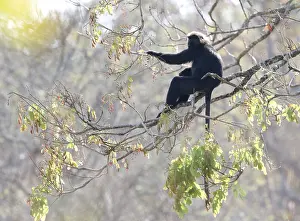 Images Dated 28th February 2016: Nilgiri langur, Semnopithecus johnii