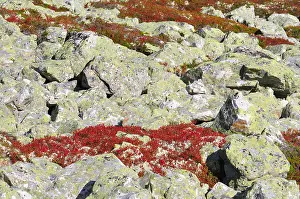 Images Dated 8th September 2010: Nipfjellet
