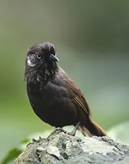 2019 Prints: Nonggang Babbler, Stachyris nonggangensis