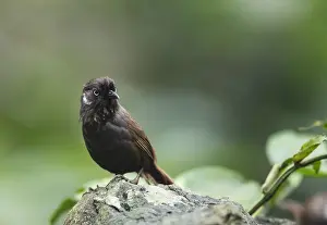 2019 Prints: Nonggang Babbler, Stachyris nonggangensis