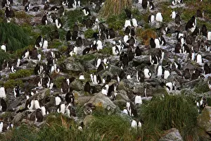 Images Dated 26th March 2006: Noordelijke Rotspinguïn, Northern Rockhopper Penguin, Eudyptes