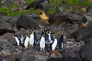 Images Dated 26th March 2006: Noordelijke Rotsspringer, Northern Rockhopper Penguin, Eudyptes