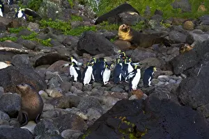 Images Dated 26th March 2006: Noordelijke Rotsspringer, Northern Rockhopper Penguin, Eudyptes