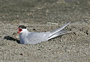 Images Dated 22nd June 2005: Noordse Stern, Arctic Tern, Sterna paradisaea