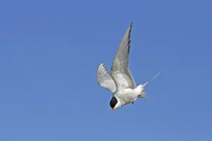 Images Dated 22nd June 2005: Noordse Stern, Arctic Tern, Sterna paradisaea