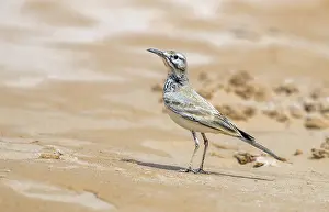 Images Dated 10th April 2018: North African Greater Hoopoe-Lark, Witbandleeuwerik, Alaemon alaudipes alaudipes