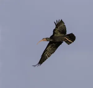 Images Dated 27th April 2017: Northern Bald Ibis, Geronticus eremita