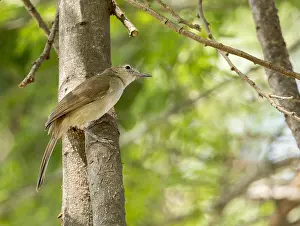 : Northern Brownbul, Phyllastrephus strepitans
