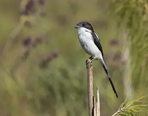 : Northern Fiscal, Lanius humeralis