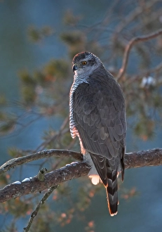 2004 Prints: Northern Goshawk, Havik, Accipiter gentilis