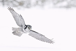 2000 Prints: Northern Hawk Owl, Surnia ulula